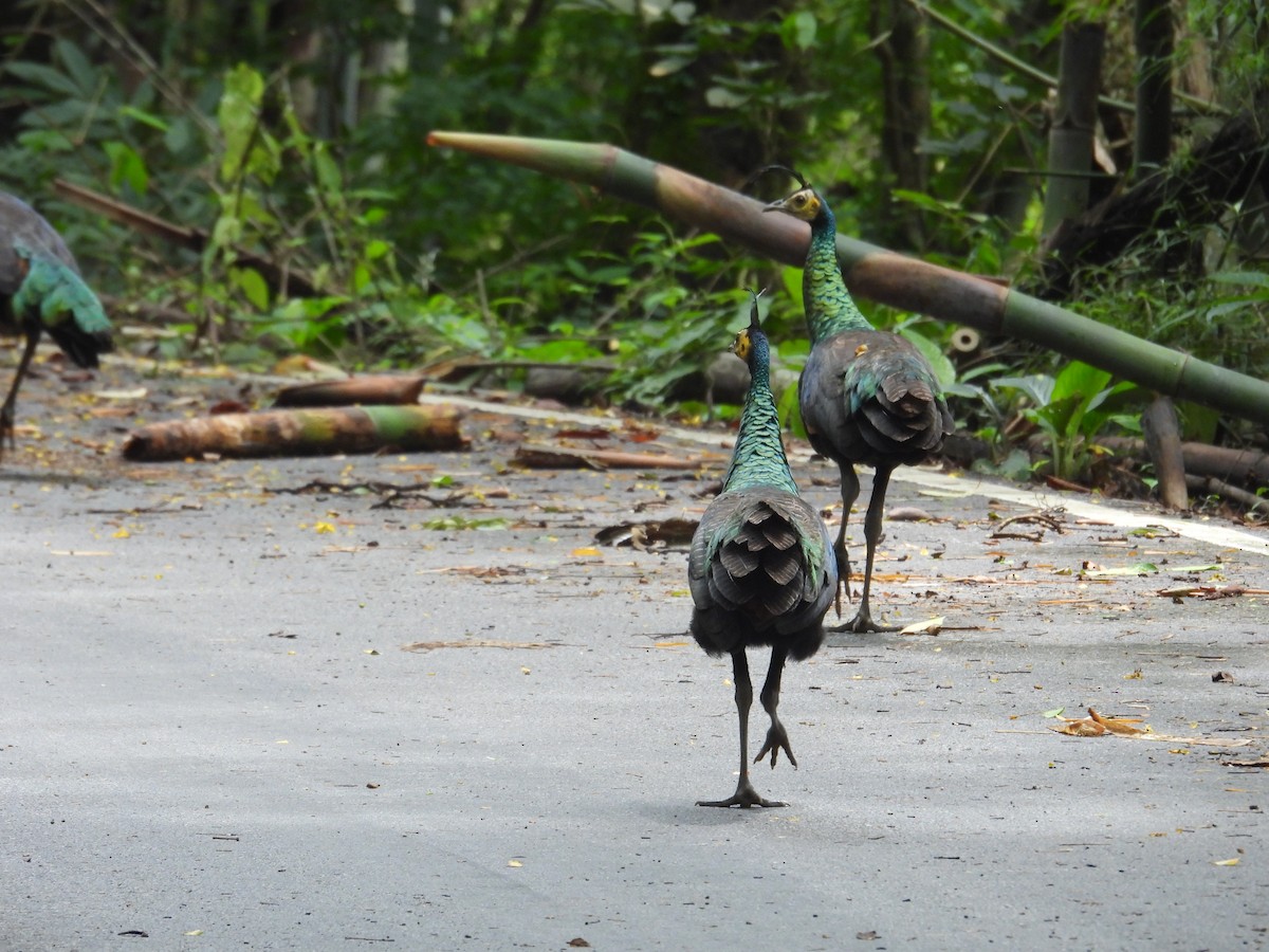 Green Peafowl - ML641902580