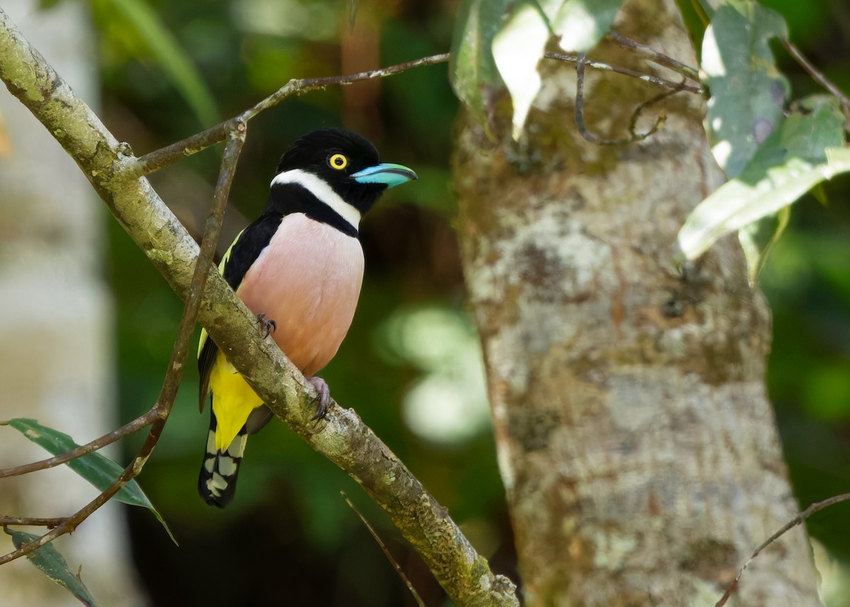 Black-and-yellow Broadbill - ML641902581