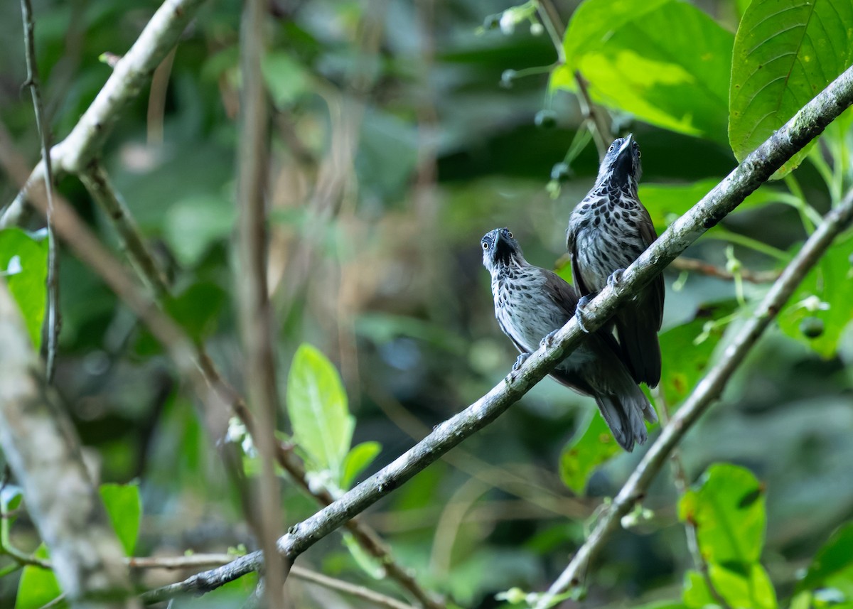 Chestnut-rumped Babbler - ML641902583