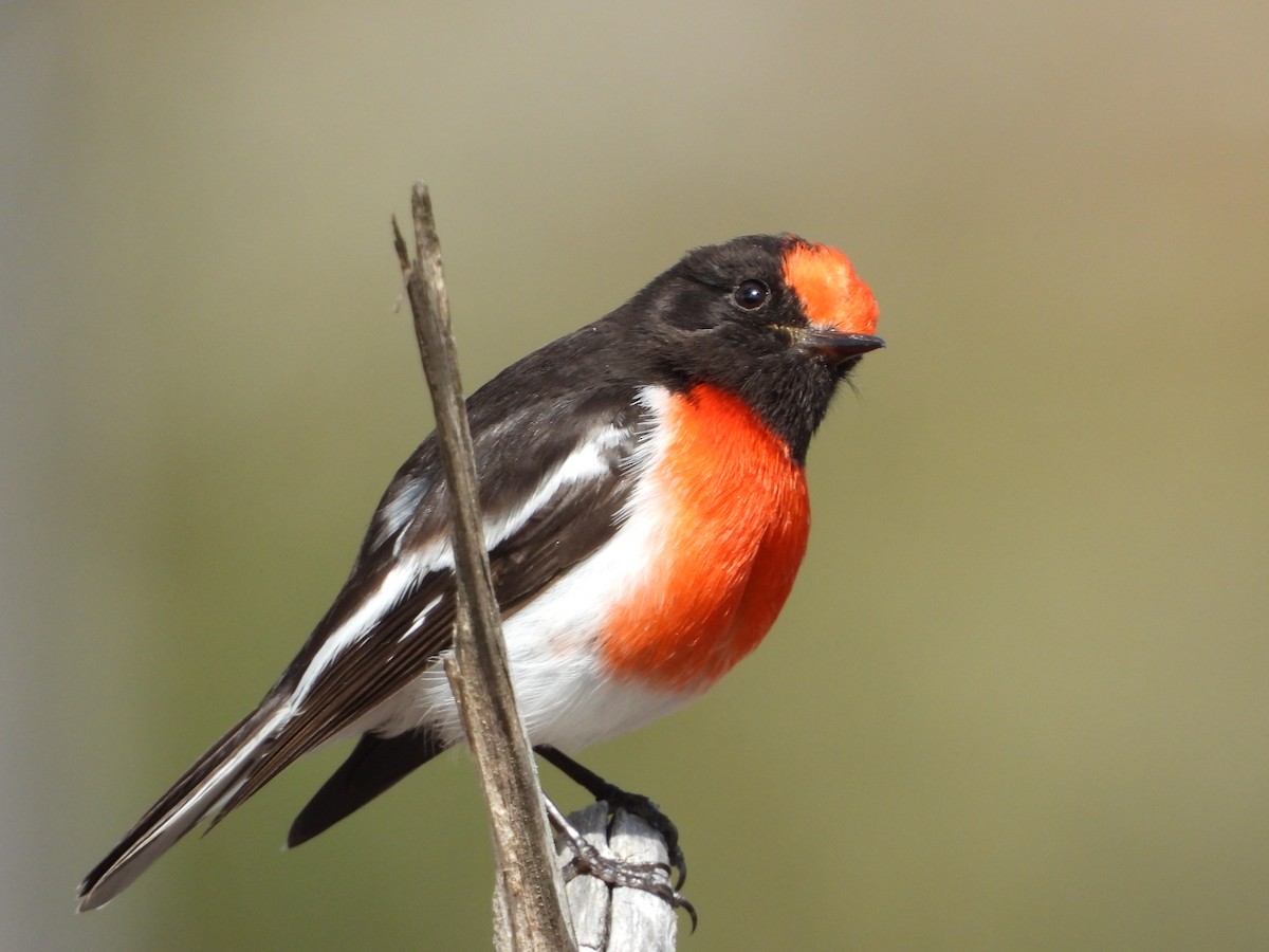 Red-capped Robin - ML641902584