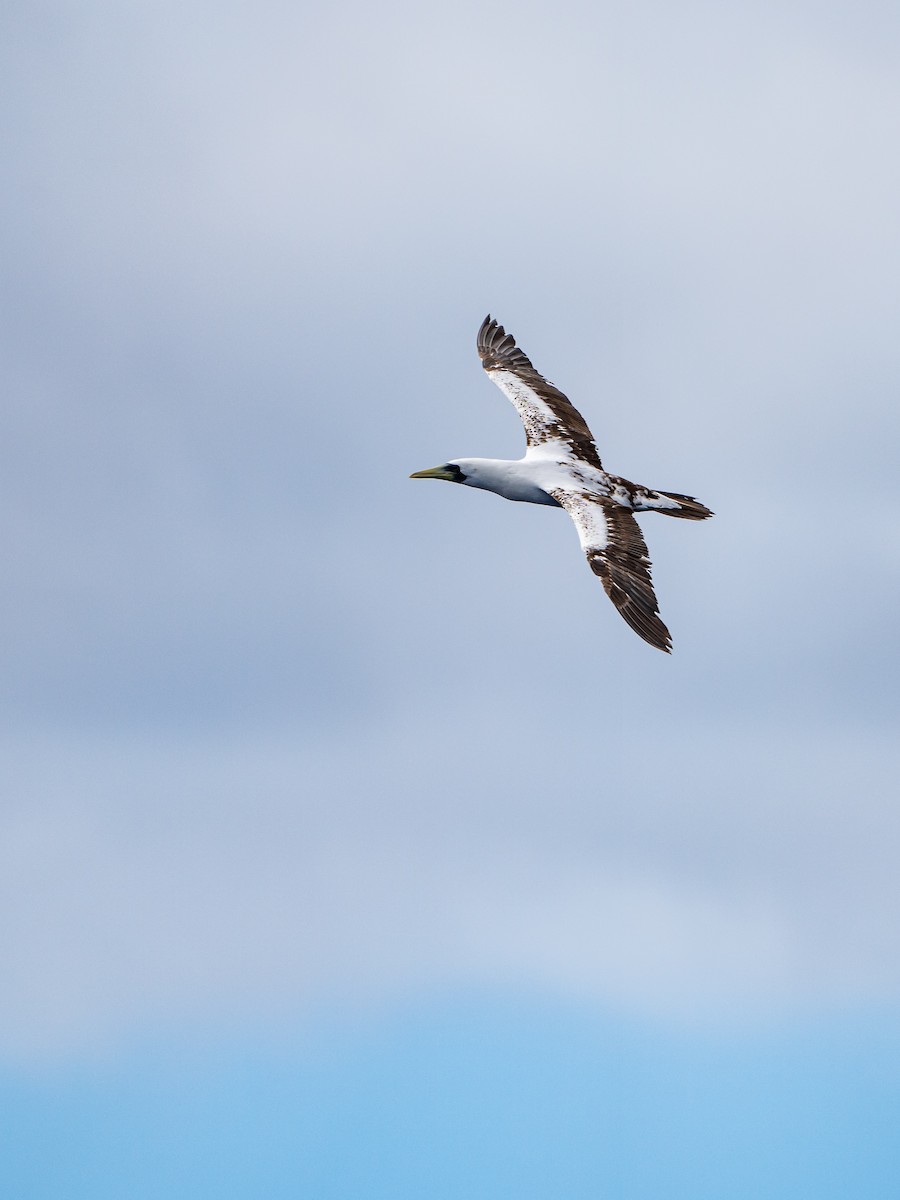 Masked Booby - ML641902588
