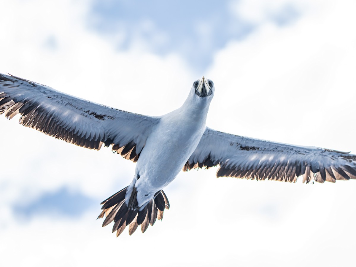 Masked Booby - ML641902589