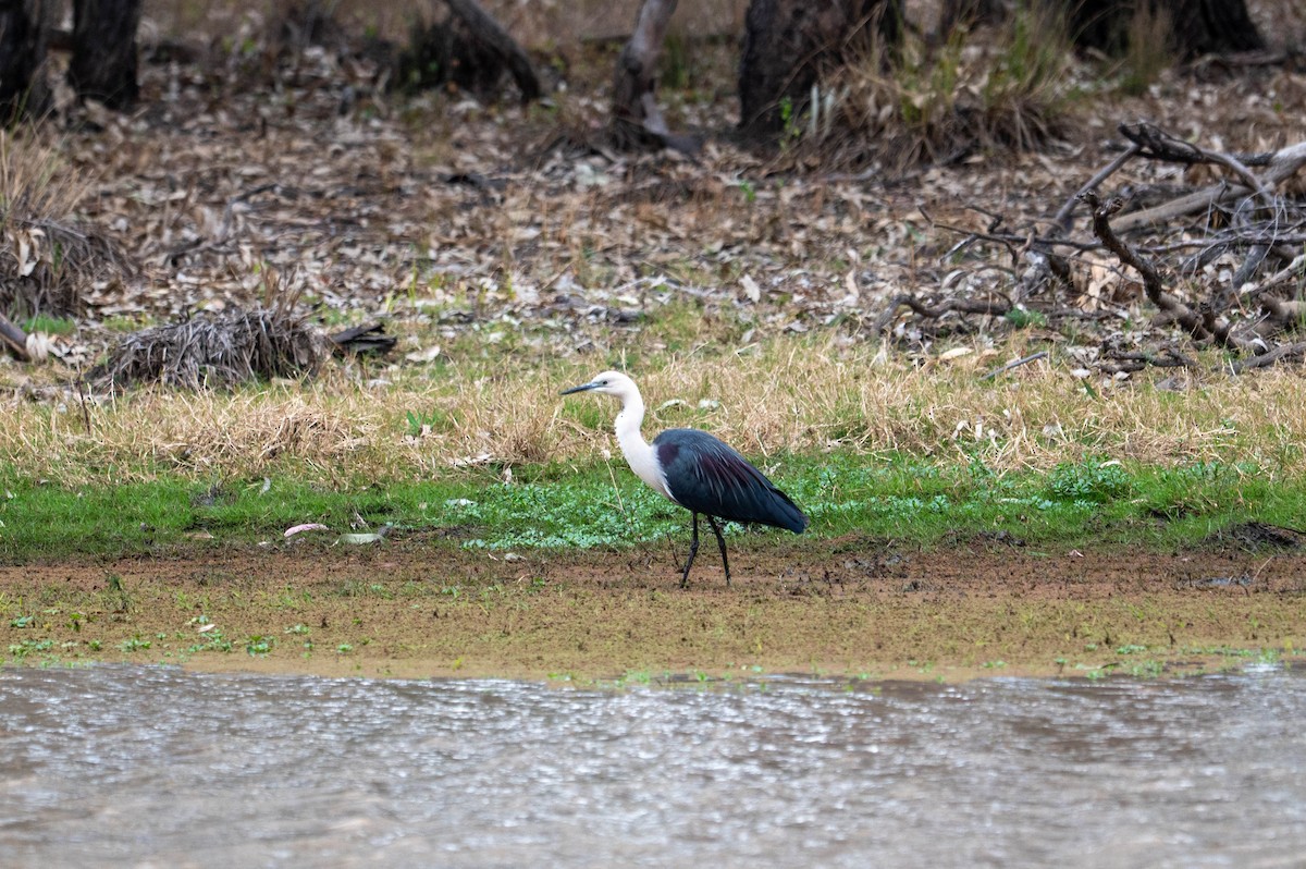 Pacific Heron - ML641902592