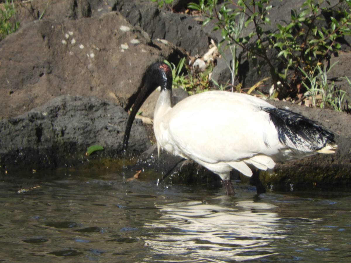 Australian Ibis - ML641902594