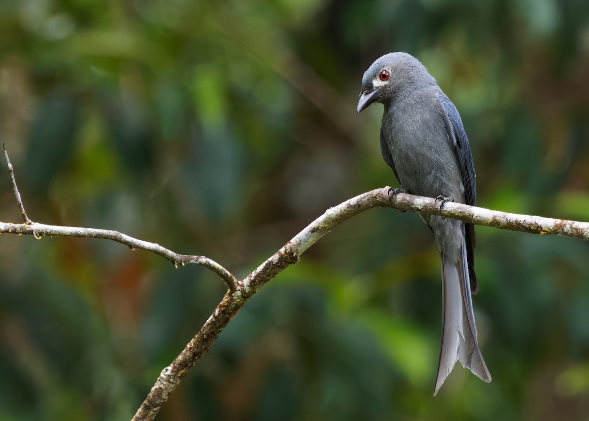 Ashy Drongo (Bornean) - ML641902597
