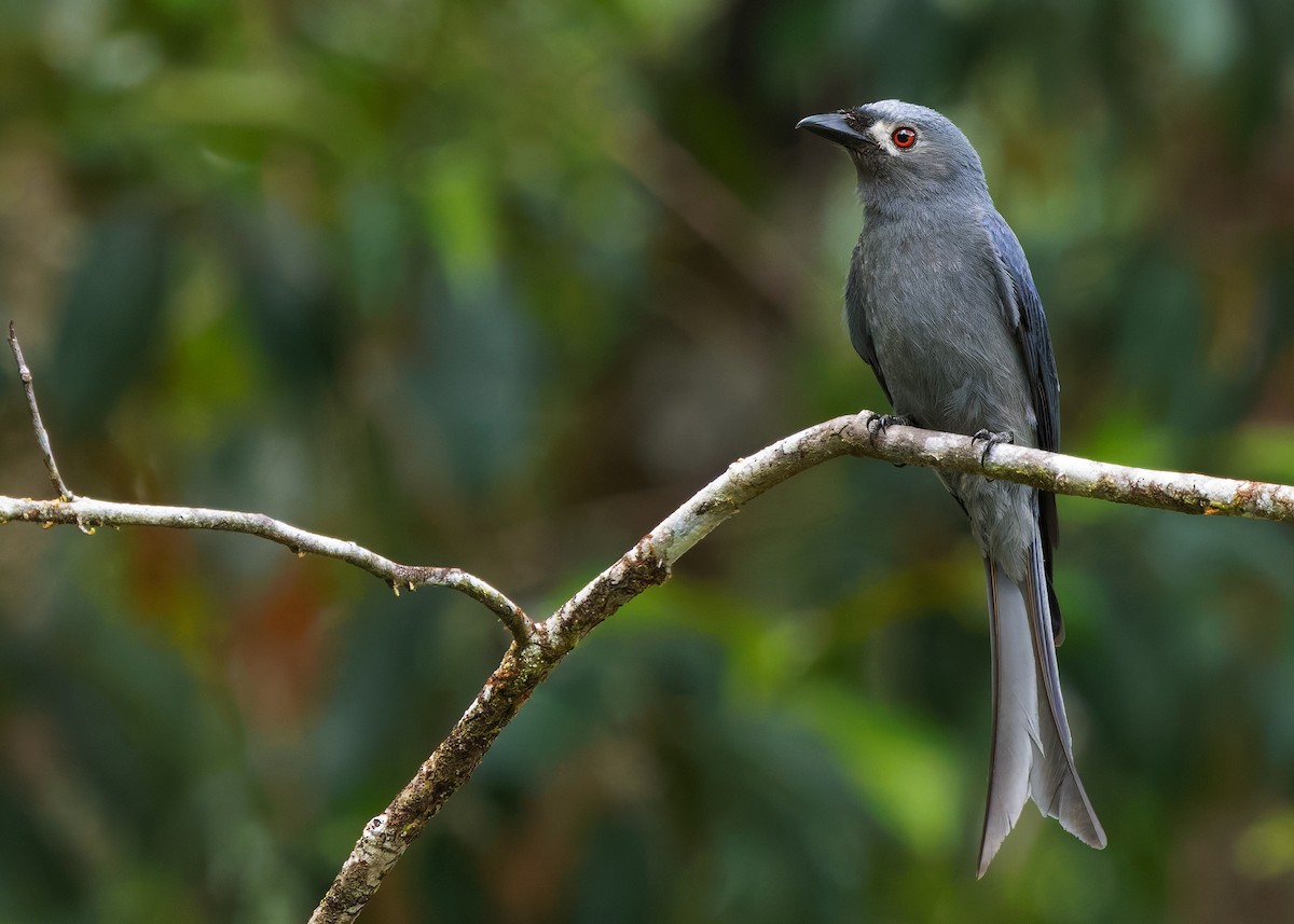 Ashy Drongo (Bornean) - ML641902598