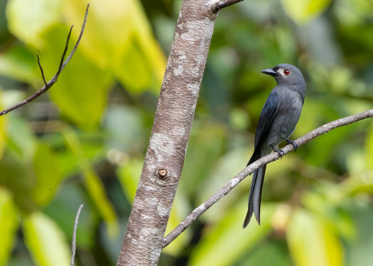 Ashy Drongo (Bornean) - ML641902599