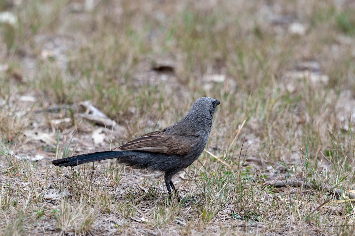 Apôtre gris - ML641902604
