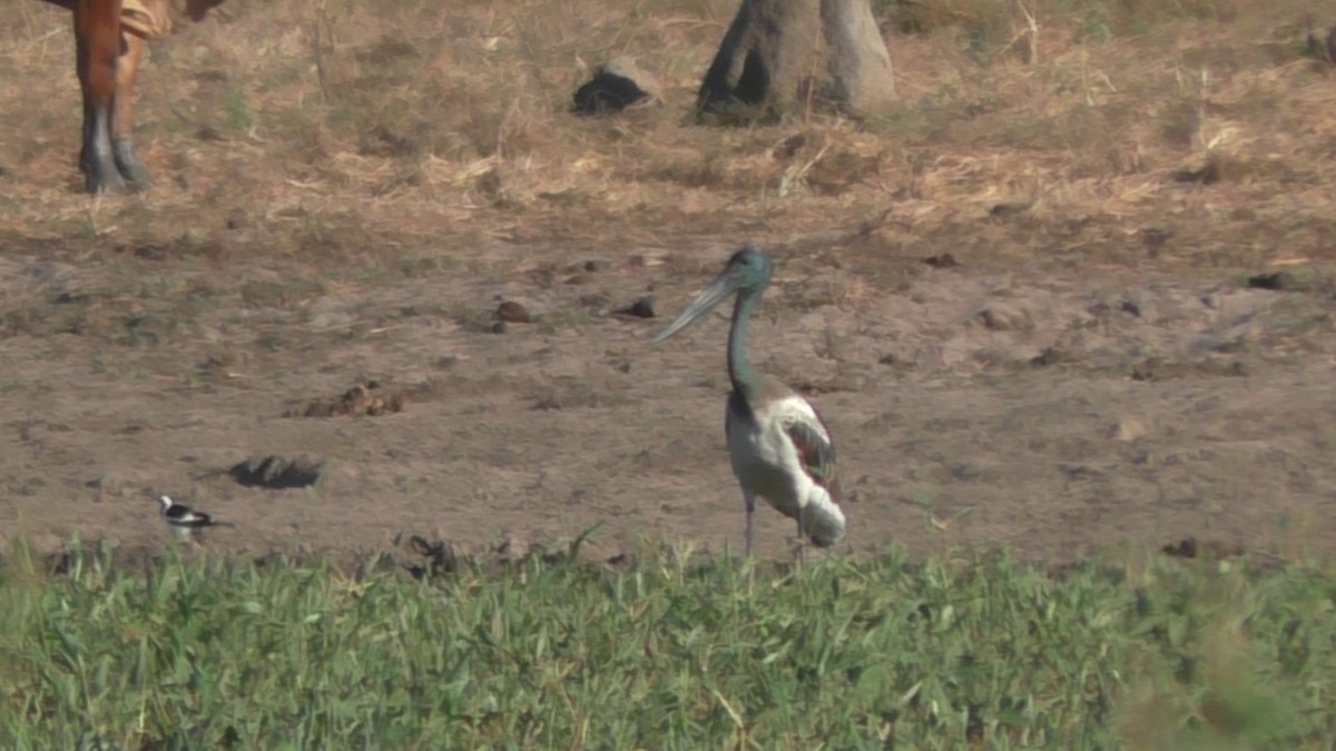 Jabiru d'Asie - ML641902618