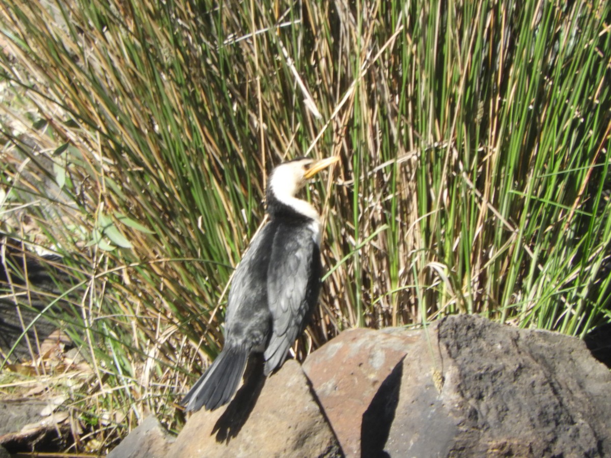 Cormoran pie - ML641902620
