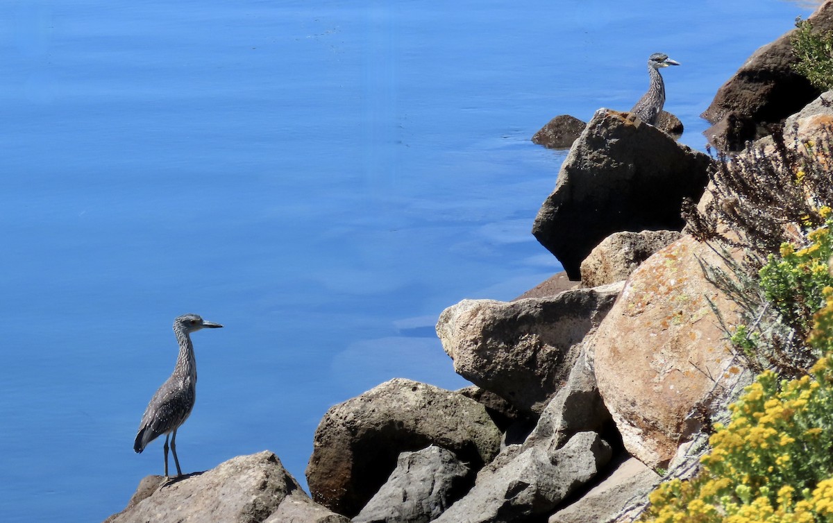 Yellow-crowned Night Heron - ML641902652