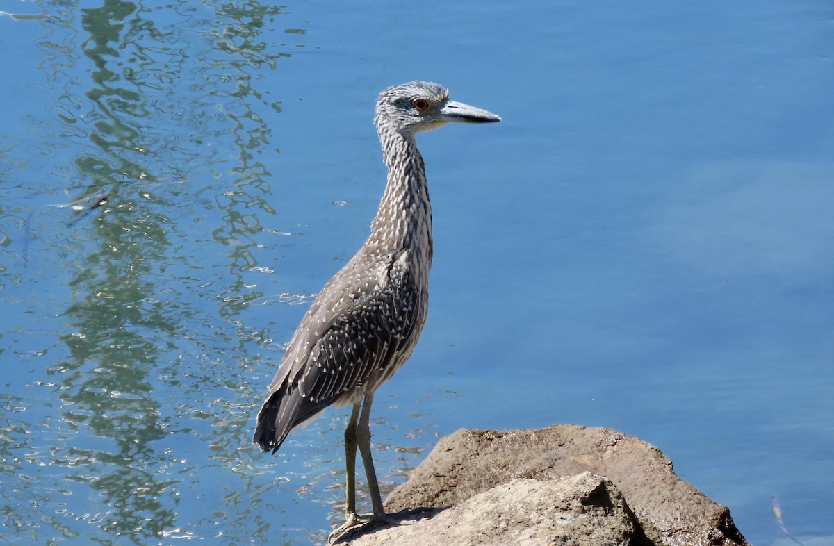 Yellow-crowned Night Heron - ML641902655