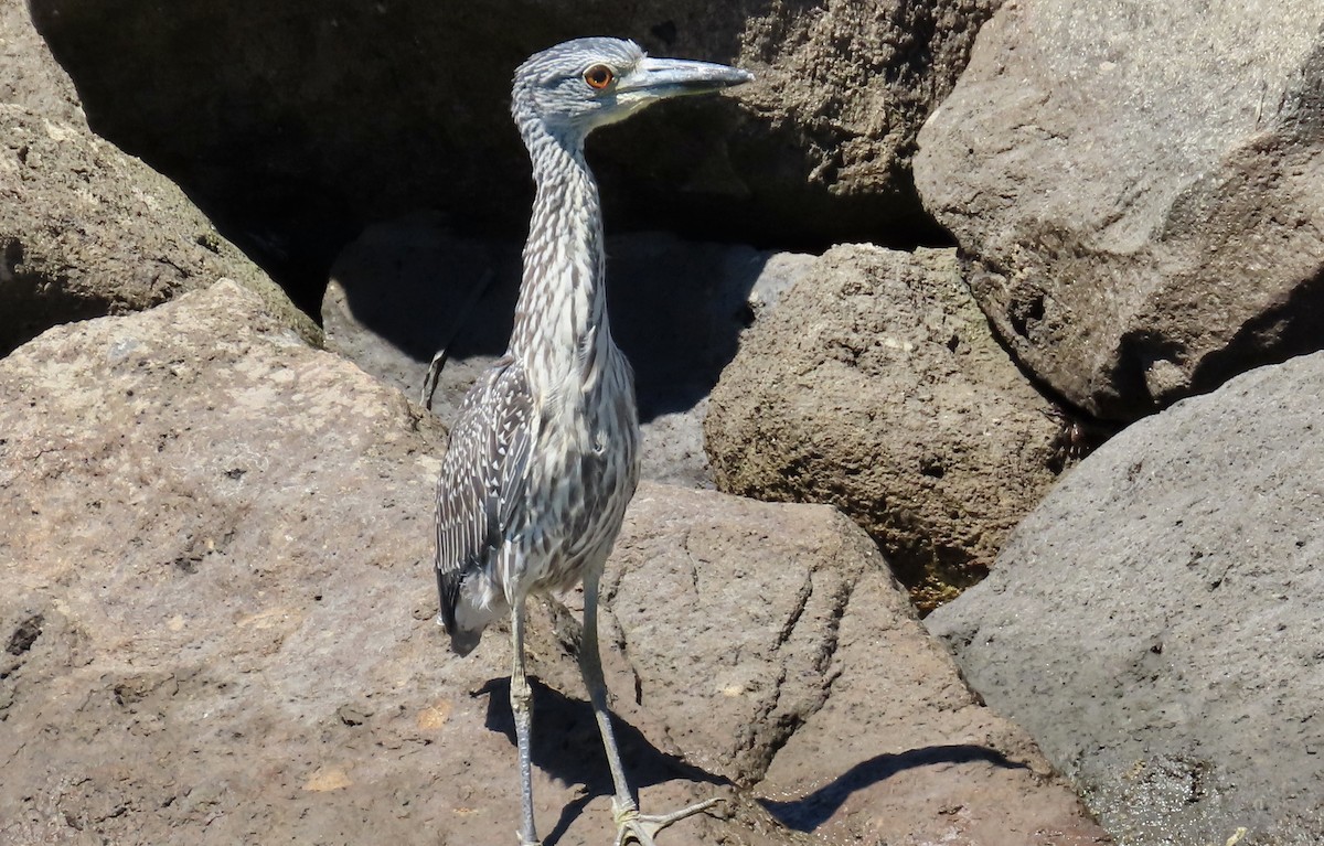 Yellow-crowned Night Heron - ML641902656
