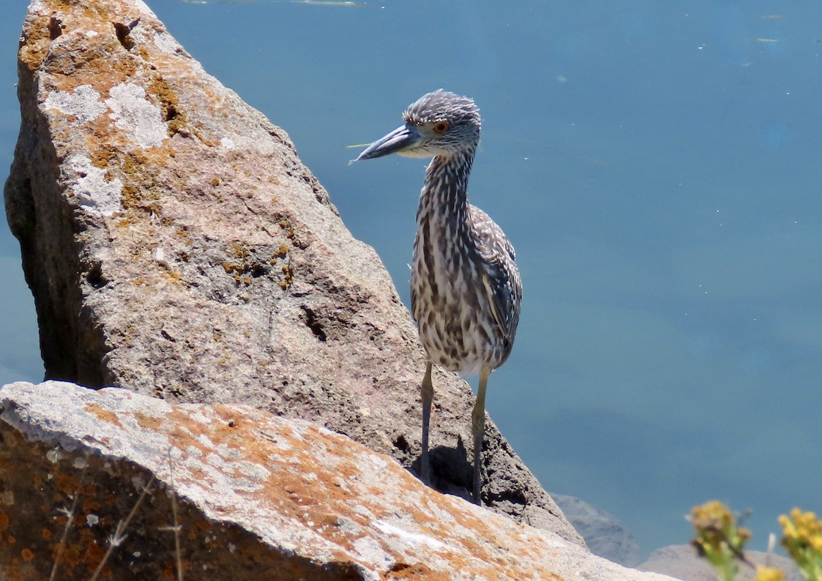Yellow-crowned Night Heron - ML641902657