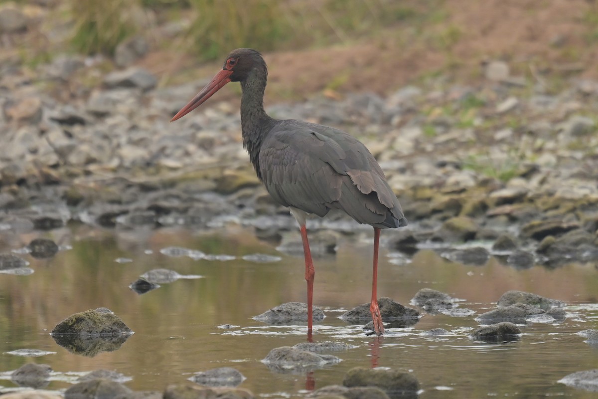 svartstork - ML641902658