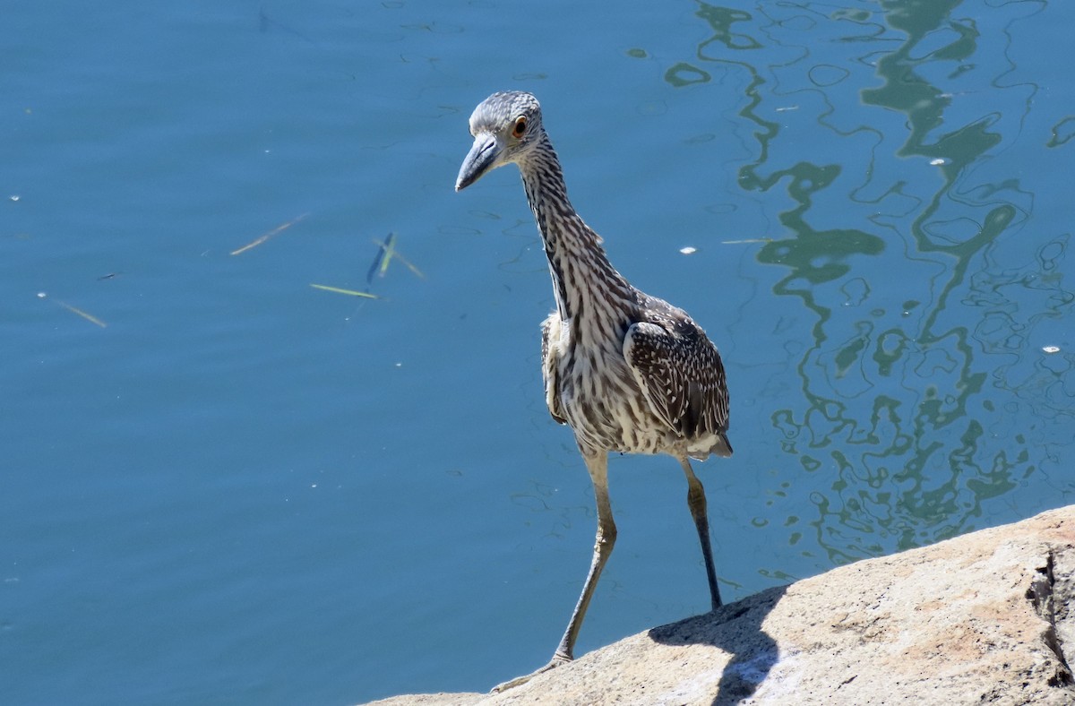 Yellow-crowned Night Heron - ML641902659
