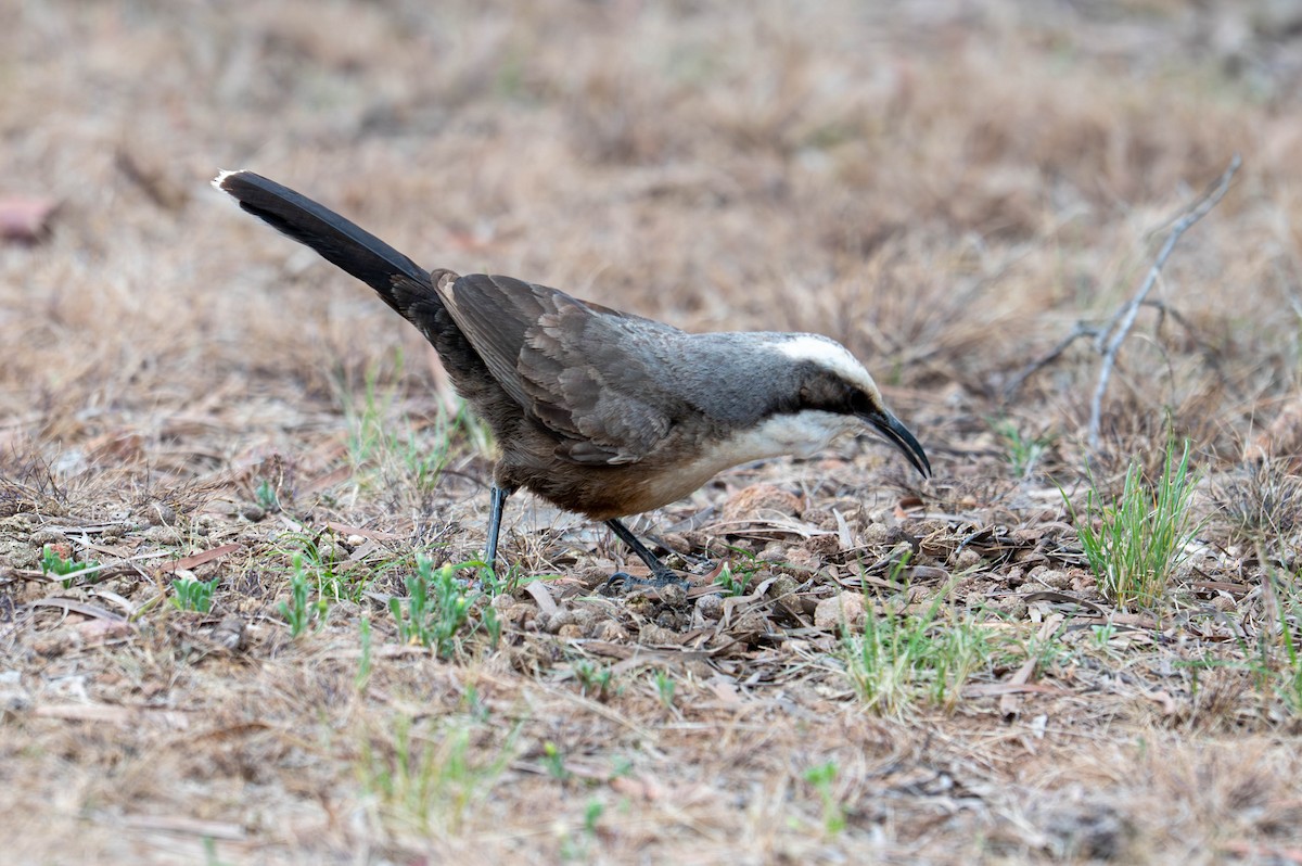 Gray-crowned Babbler - ML641902660