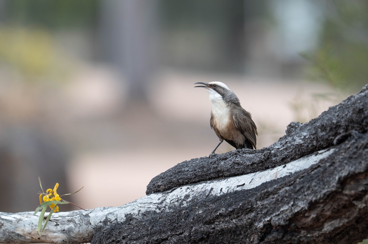 Gray-crowned Babbler - ML641902661