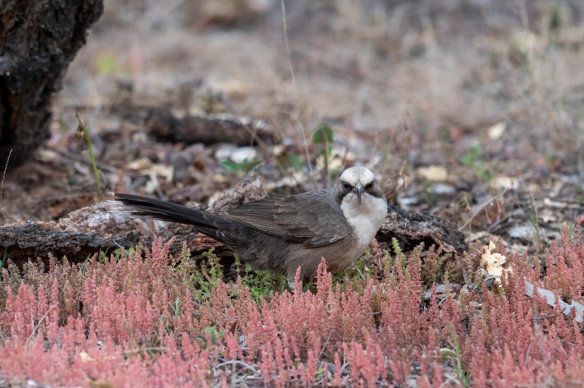 Gray-crowned Babbler - ML641902662