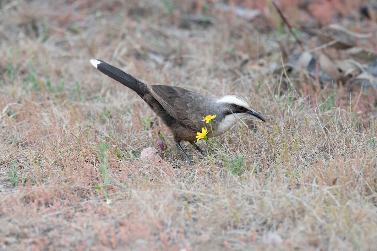 Gray-crowned Babbler - ML641902663