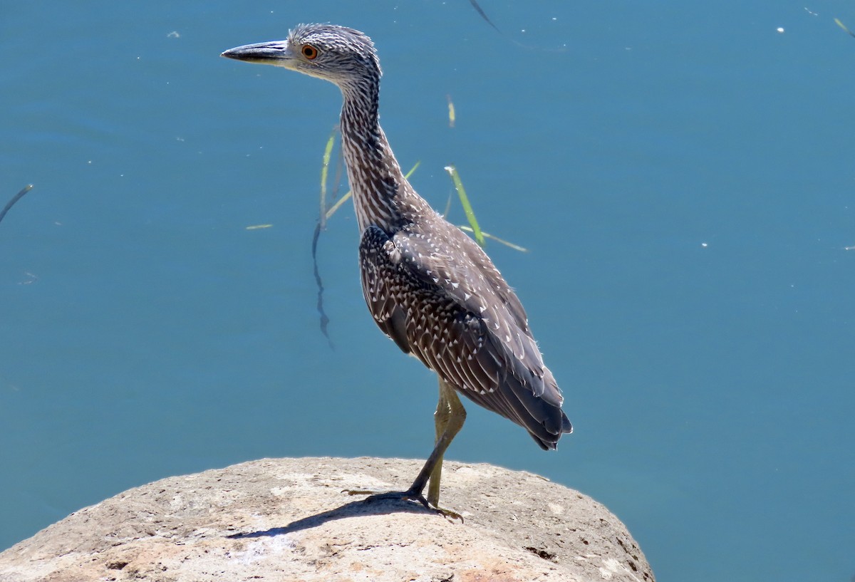 Yellow-crowned Night Heron - ML641902666