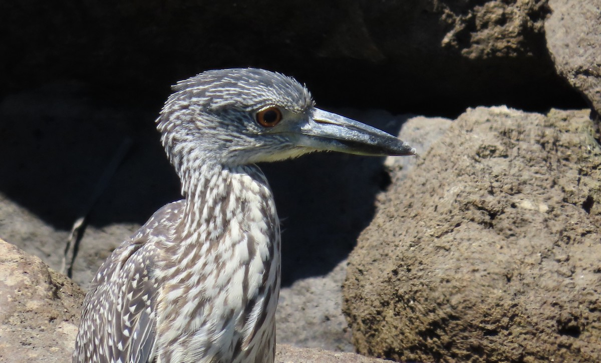 Yellow-crowned Night Heron - ML641902667