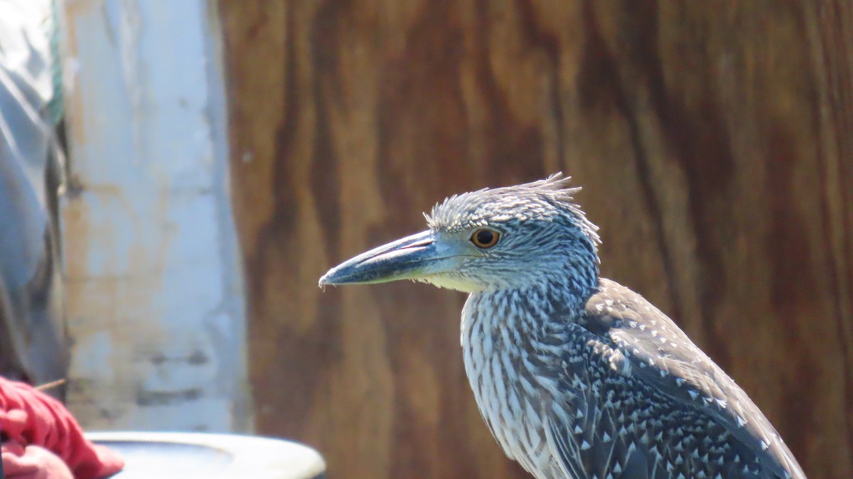 Yellow-crowned Night Heron - ML641902671
