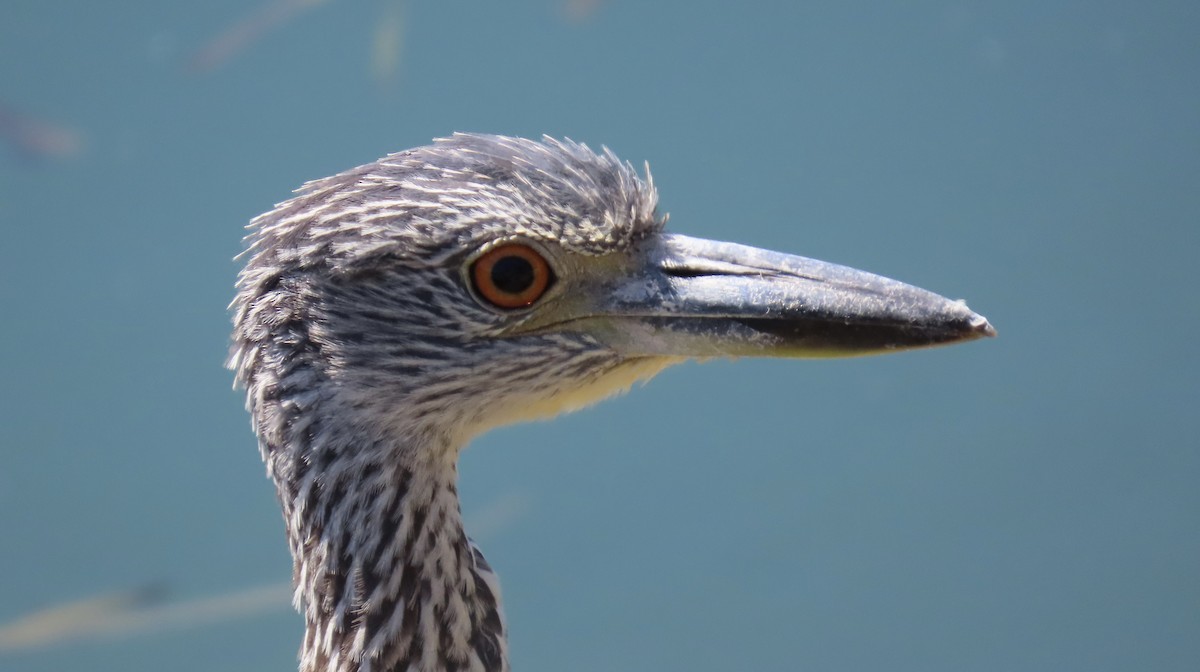 Yellow-crowned Night Heron - ML641902675