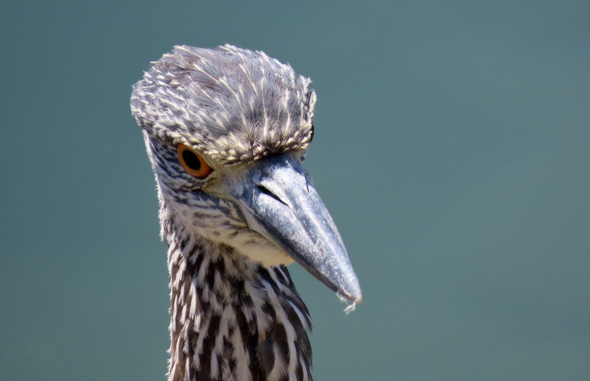 Yellow-crowned Night Heron - ML641902679
