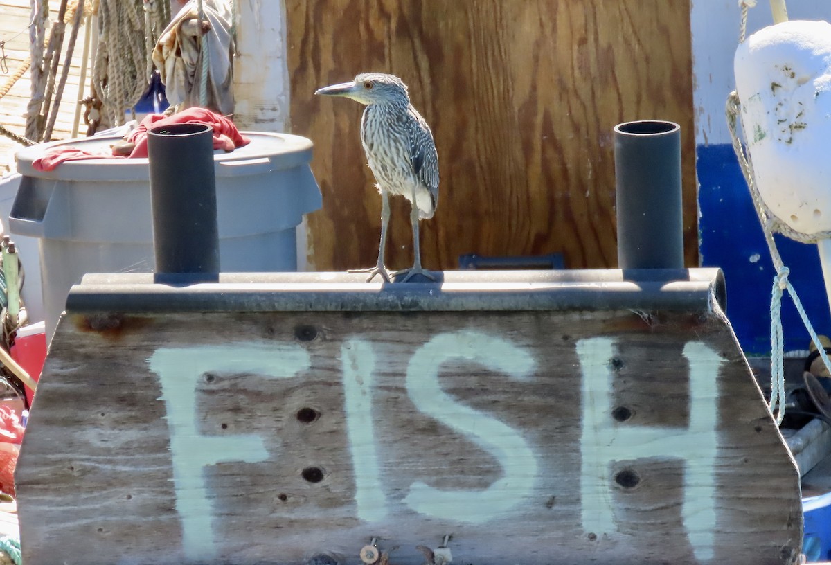 Yellow-crowned Night Heron - ML641902689
