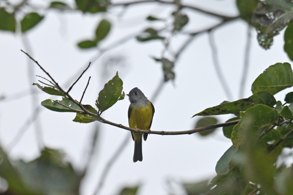 Gray-headed Canary-Flycatcher - ML641902696