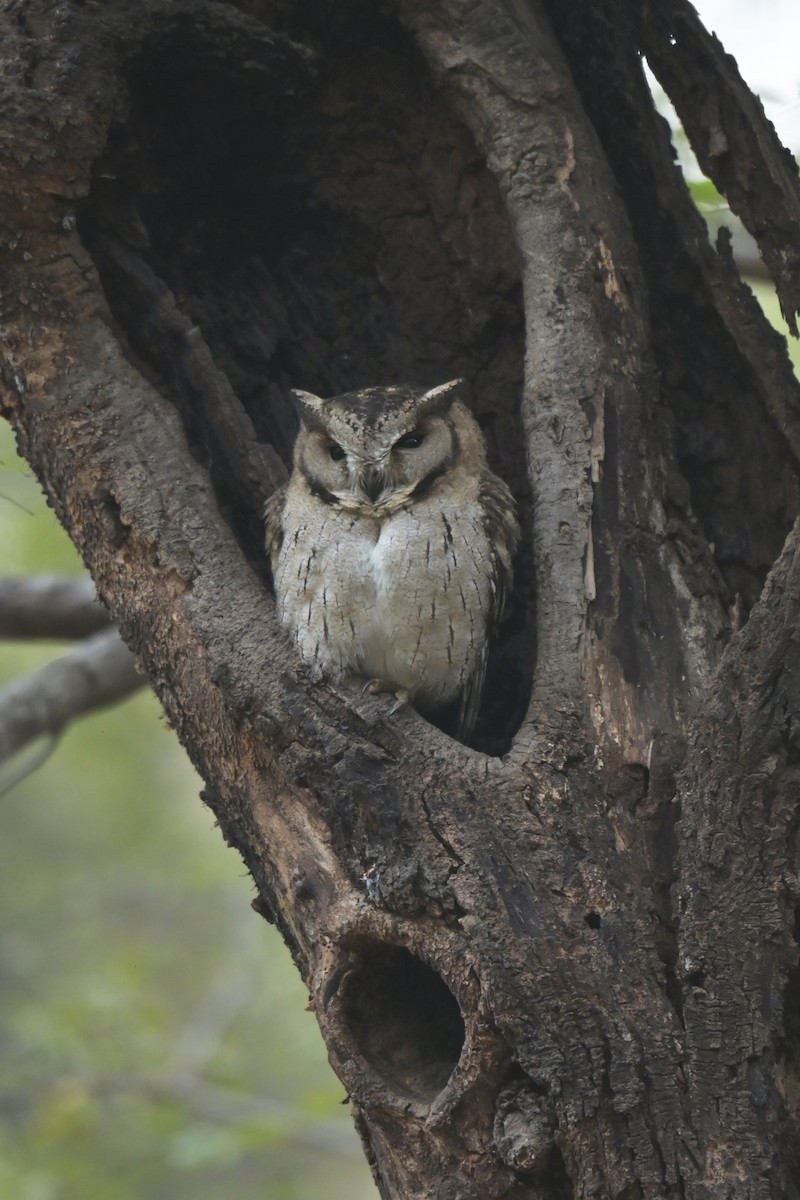 Indian Scops-Owl - ML641902702
