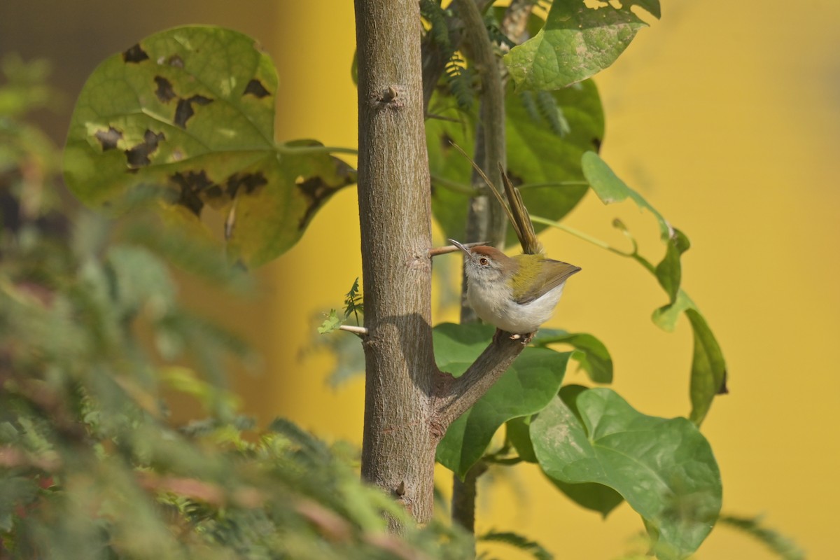 Common Tailorbird - ML641902730