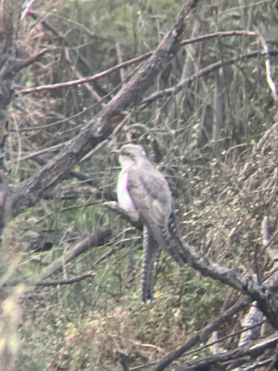 Pallid Cuckoo - ML641902748