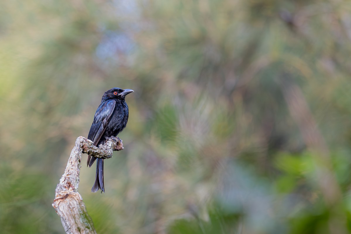 Spangled Drongo - ML641902766