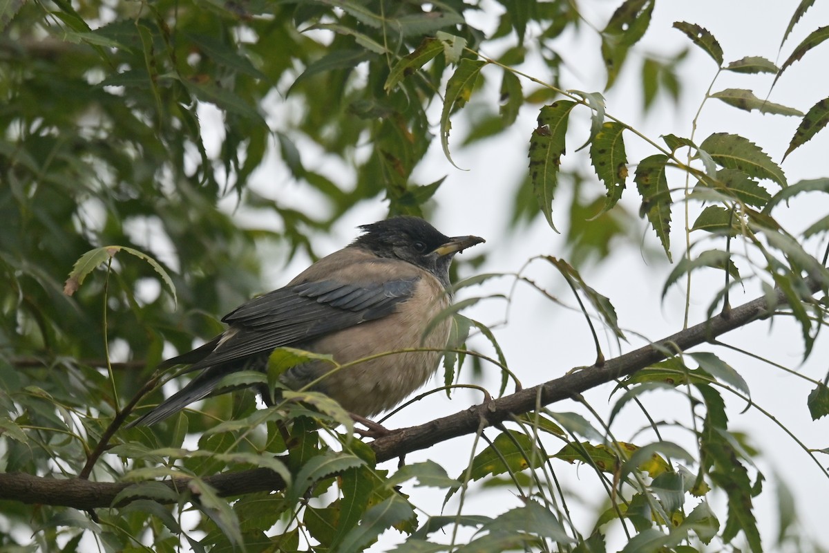 Rosy Starling - ML641902803