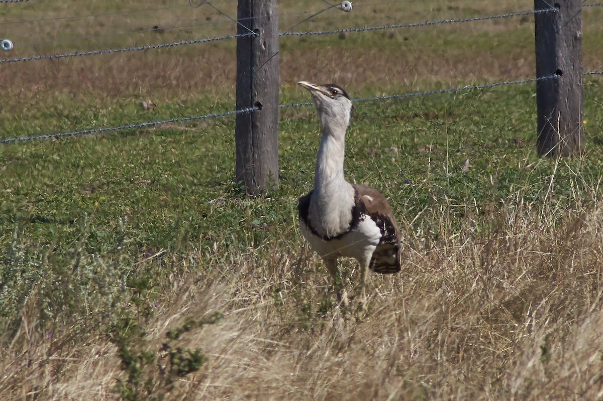 Australian Bustard - ML641902805