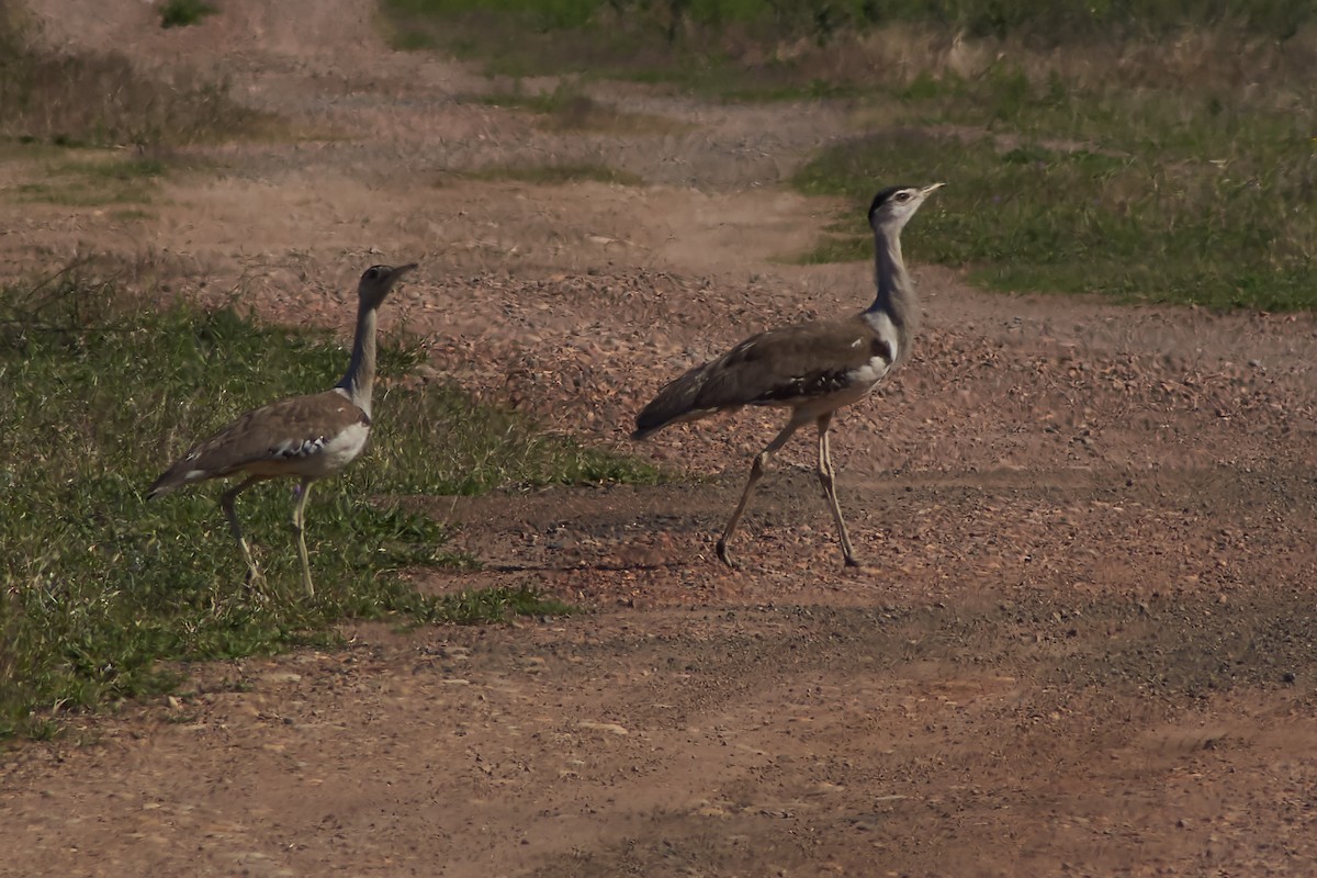 Australian Bustard - ML641902807