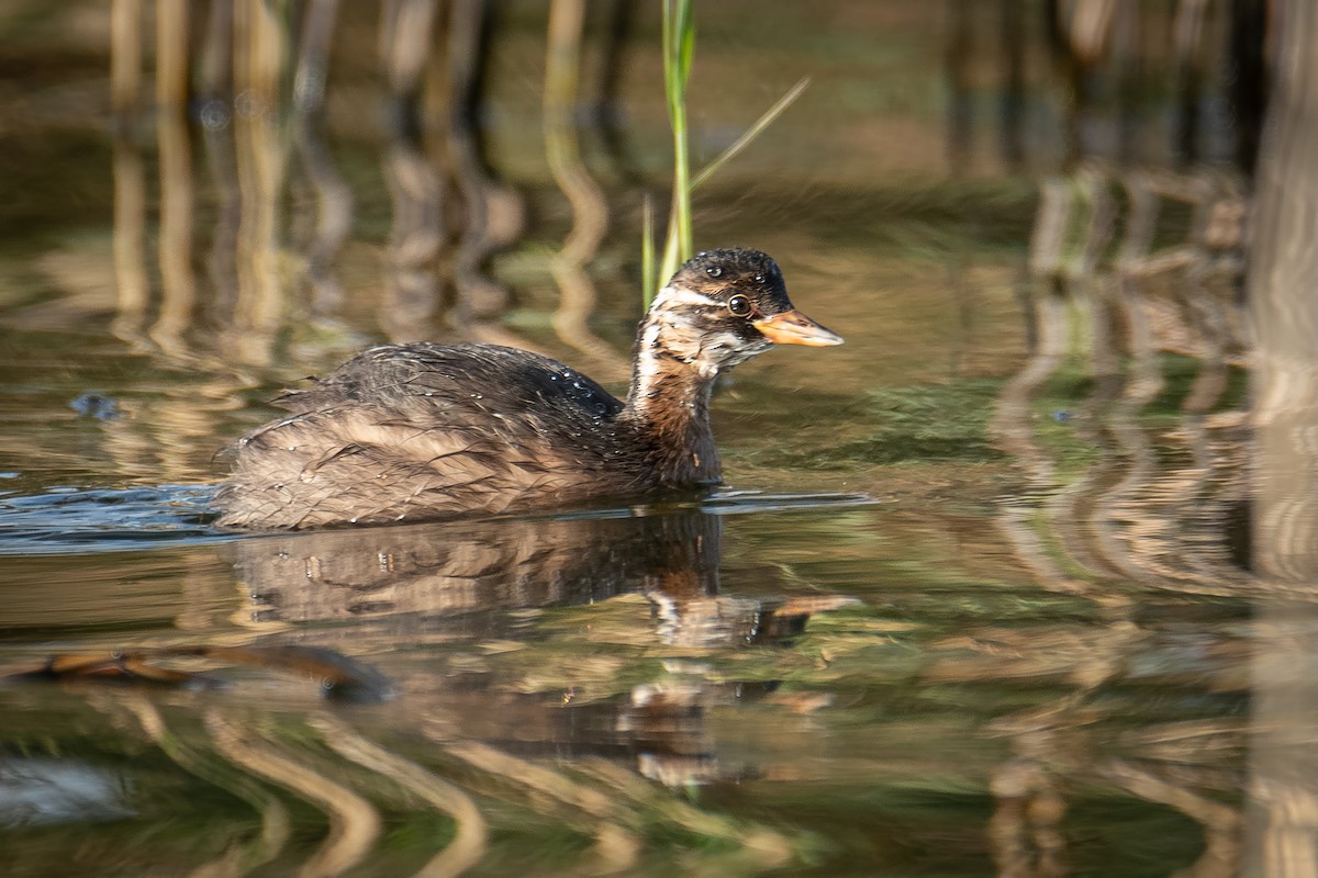 Little Grebe - ML641902822
