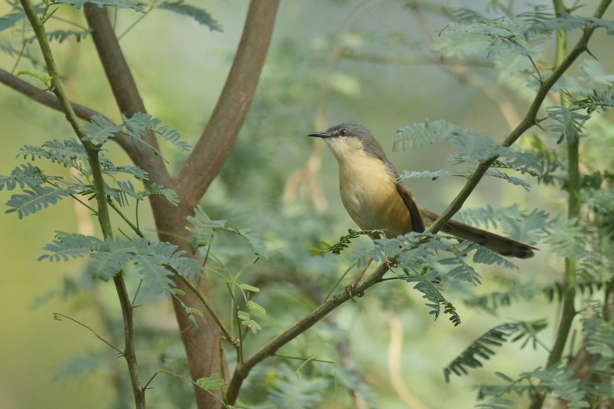 Ashy Prinia - ML641902826
