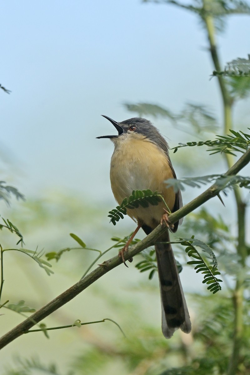 Ashy Prinia - ML641902827