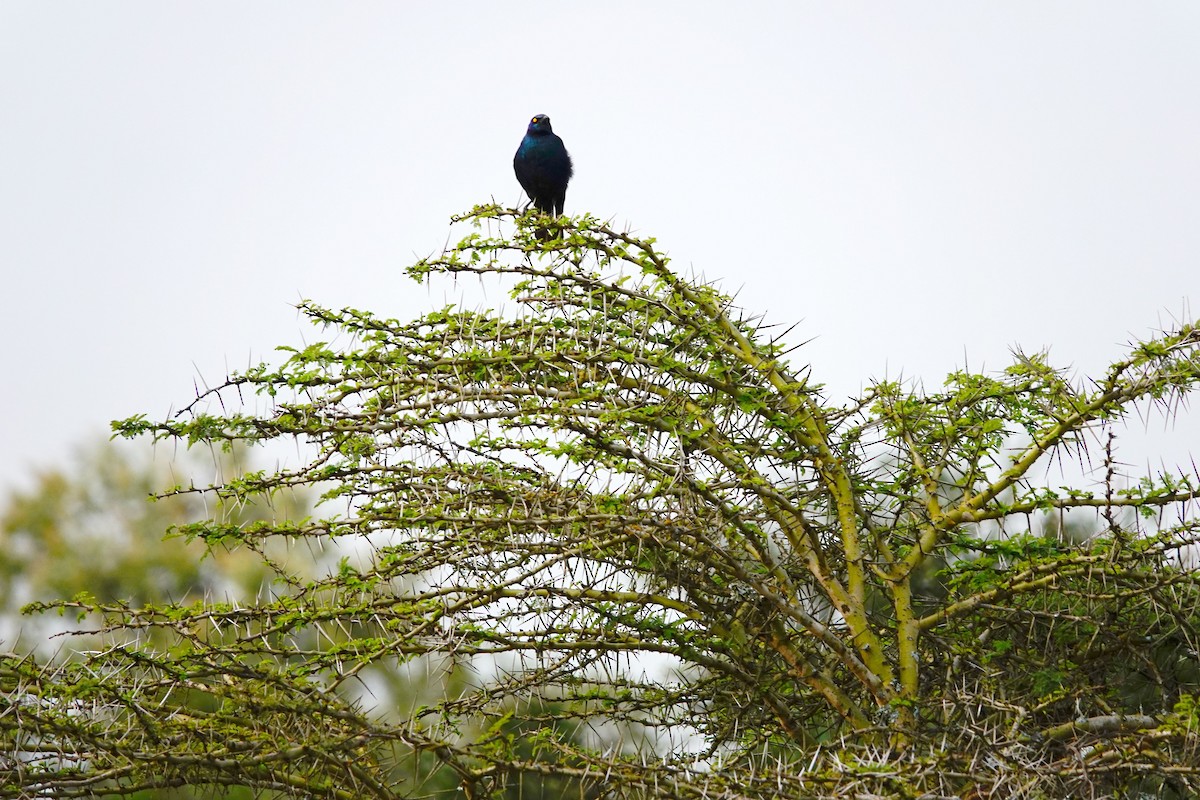 Greater Blue-eared Starling - ML641902828