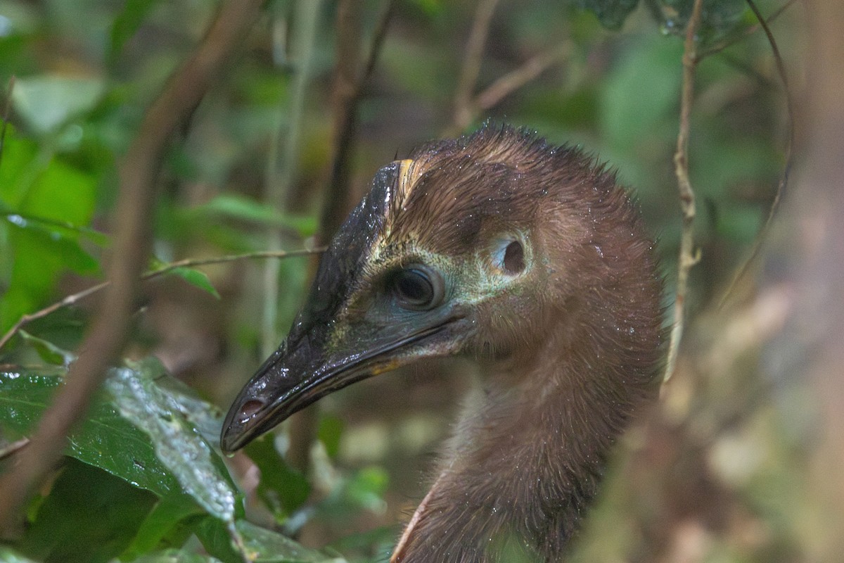 Southern Cassowary - ML641902882