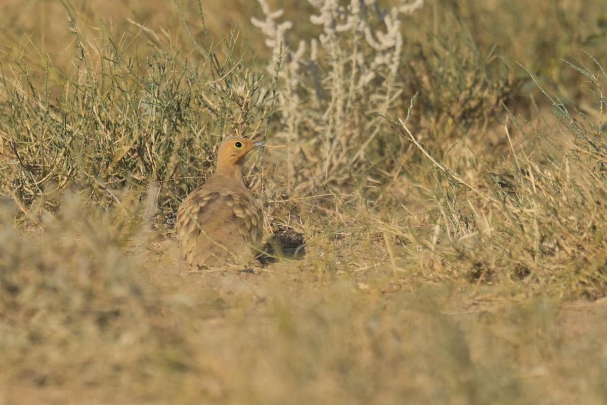 Chestnut-bellied Sandgrouse - ML641902883
