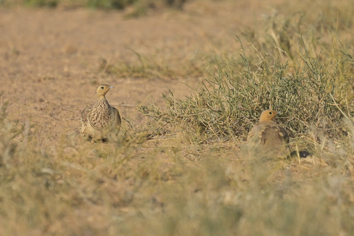 Chestnut-bellied Sandgrouse - ML641902886