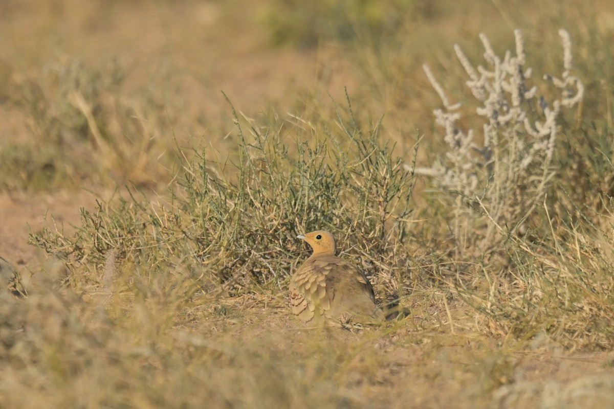 Chestnut-bellied Sandgrouse - ML641902888