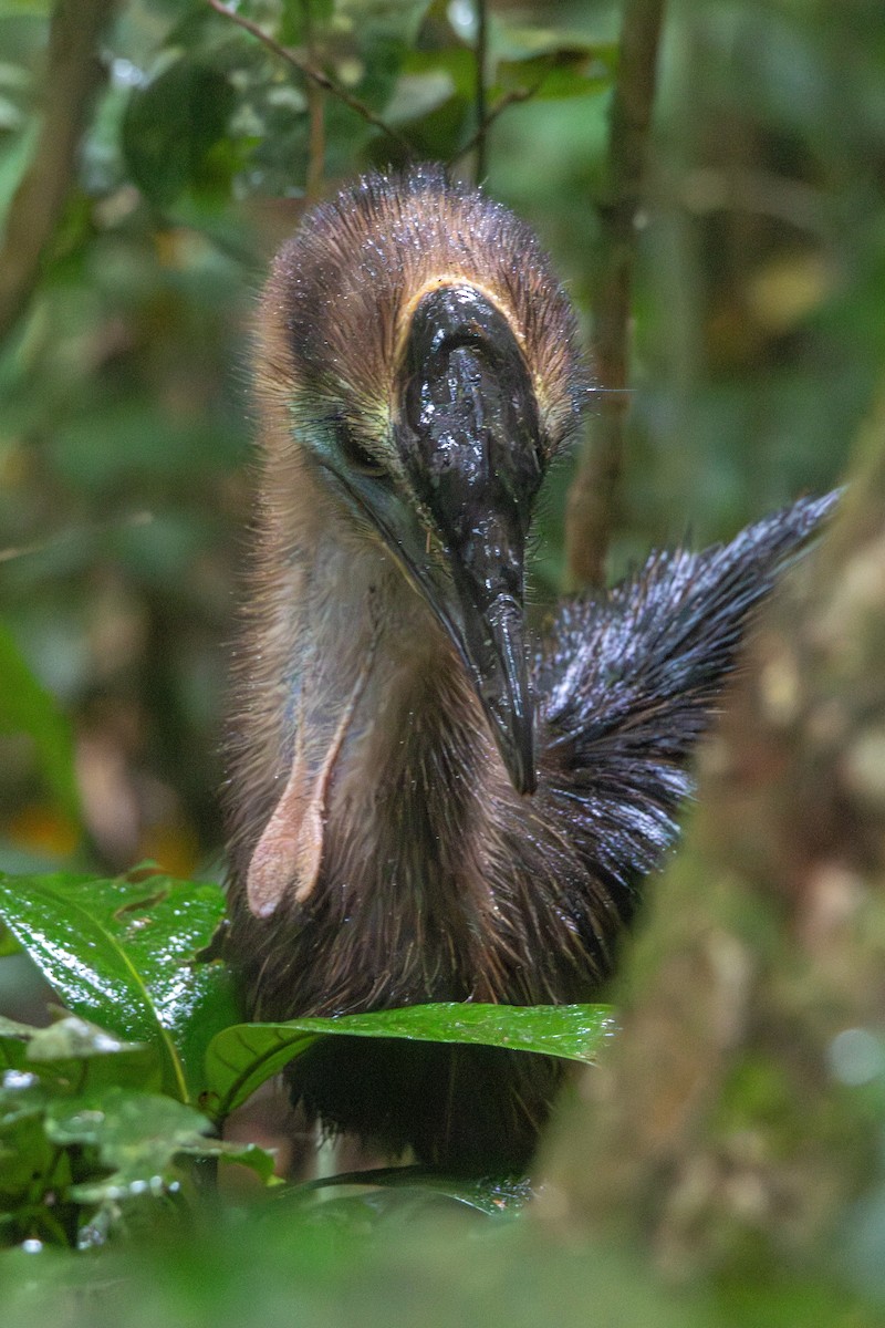 Southern Cassowary - ML641902892