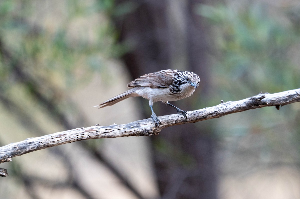 Striped Honeyeater - ML641902897