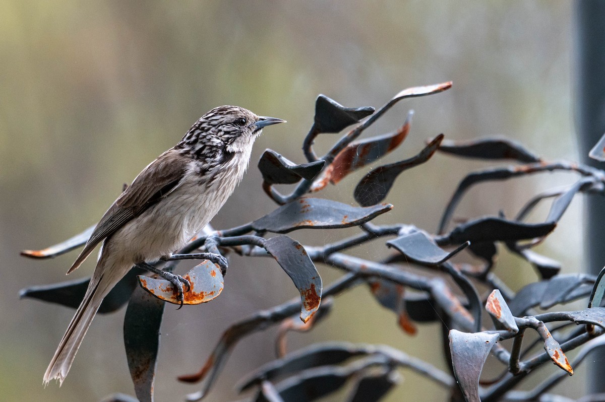Striped Honeyeater - ML641902898