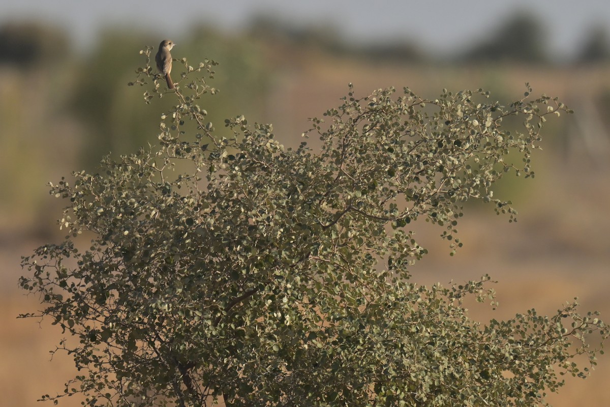 Isabelline Shrike - ML641902911